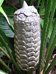 095 Cairns Botanic Gardens